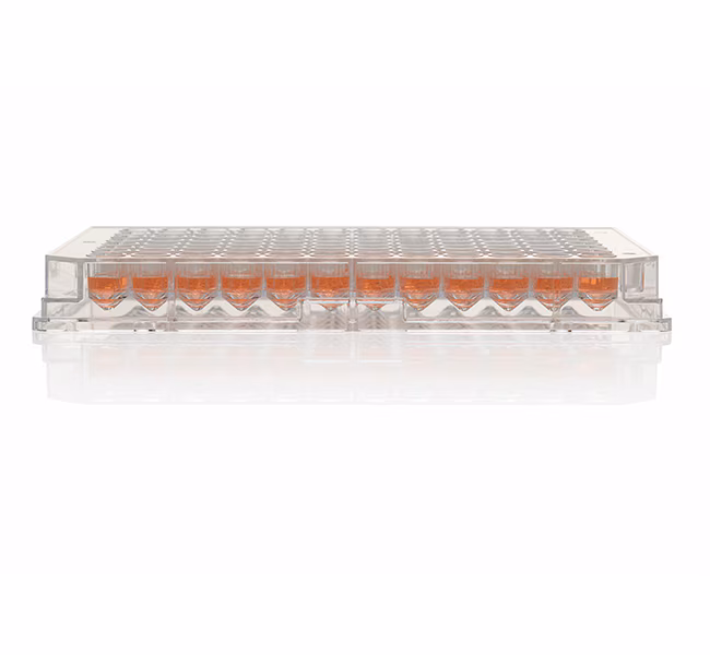 THERMO - Đĩa 96 giếng, Bề mặt phủ Poly-D-Lysine, Gói 5