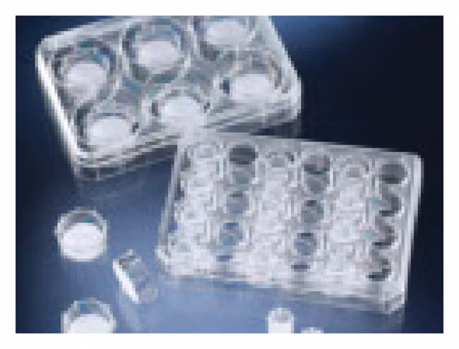 THERMO - Tấm nuôi cấy tế bào Polycarbonate Nunc™ trong đĩa đa giếng