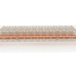 THERMO - Đĩa 96 giếng, chưa xử lý bề mặt, không nắp, không tiệt trùng, đóng gói 10 cái